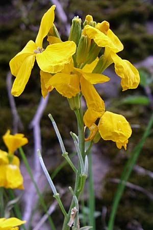 Erysimum cheiri \ Goldlack / Wallflower, D Mannheim-Seckenheim 1.5.2008