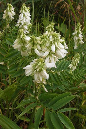 Galega officinalis \ Geiraute / Goat's Rue, D Schwarzwald/Black-Forest, Hornisgrinde 30.7.2013
