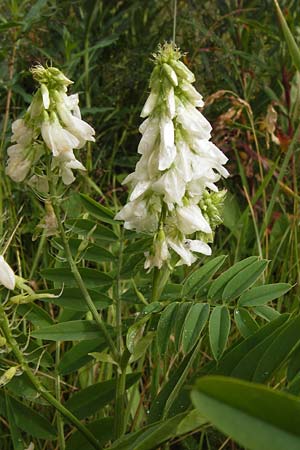 Galega officinalis \ Geiraute / Goat's Rue, D Schwarzwald/Black-Forest, Hornisgrinde 30.7.2013