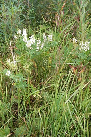 Galega officinalis \ Geiraute / Goat's Rue, D Schwarzwald/Black-Forest, Hornisgrinde 30.7.2013