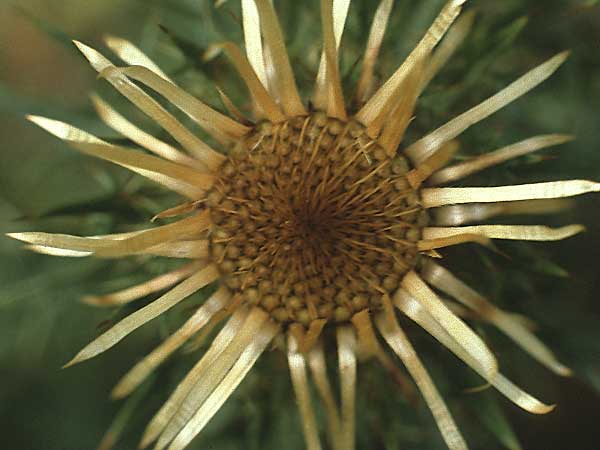 Carlina vulgaris \ Golddistel / Carline Thistle, D Pforzheim 30.8.1981