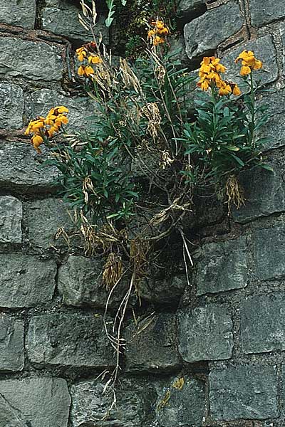 Erysimum cheiri \ Goldlack / Wallflower, D Trier 12.5.1985