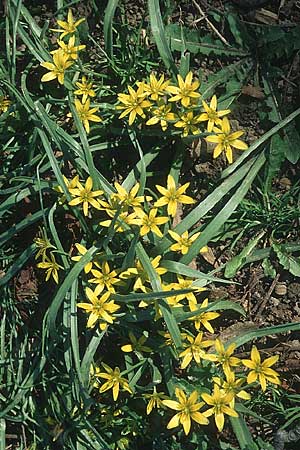 Gagea lutea \ Wald-Gelbstern / Star of Bethlehem, D Bockenheim 3.4.2005