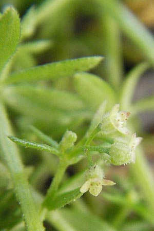 Galium parisiense s.str. \ Pariser Labkraut / Wall Bedstraw, D Mannheim 6.5.2009