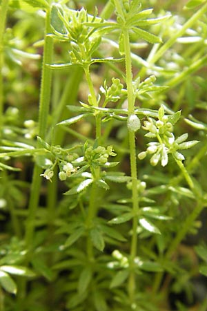 Galium parisiense s.str. \ Pariser Labkraut / Wall Bedstraw, D Mannheim 6.5.2009
