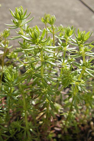Galium parisiense s.str. \ Pariser Labkraut / Wall Bedstraw, D Mannheim 6.5.2009