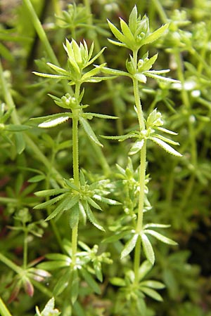 Galium parisiense s.str. \ Pariser Labkraut / Wall Bedstraw, D Mannheim 6.5.2009