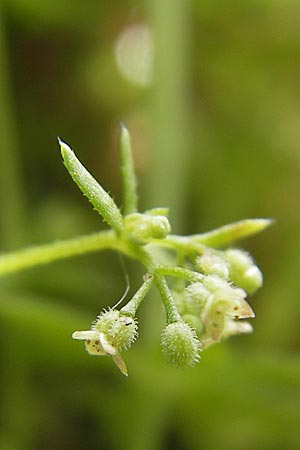 Galium parisiense s.str., Pariser Labkraut