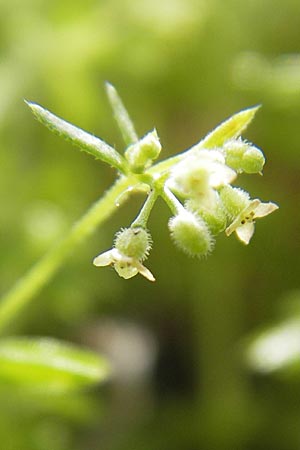 Galium parisiense s.str. \ Pariser Labkraut / Wall Bedstraw, D Mannheim 6.5.2009