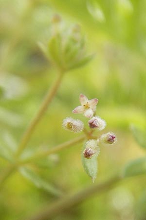 Galium parisiense s.str. \ Pariser Labkraut / Wall Bedstraw, D Mannheim 6.5.2009