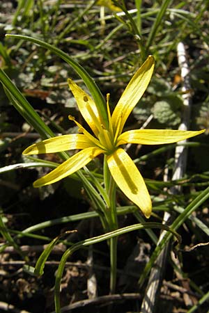 Gagea pratensis \ Wiesen-Gelbstern / Meadow Gagea, D Viernheim 6.4.2010