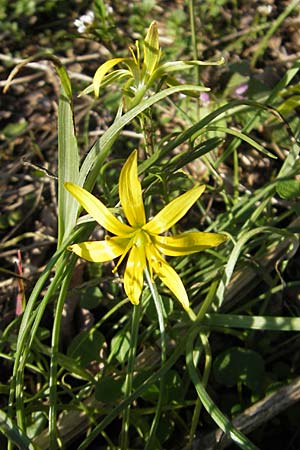 Gagea pratensis \ Wiesen-Gelbstern / Meadow Gagea, D Viernheim 6.4.2010