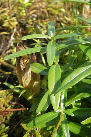 Gentiana pneumonanthe \ Lungen-Enzian / Marsh Gentian, D Kehl 7.9.2011
