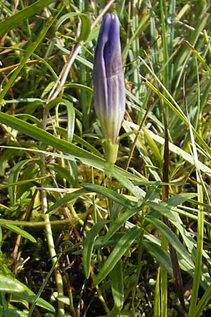 Gentiana pneumonanthe \ Lungen-Enzian / Marsh Gentian, D Kehl 7.9.2011