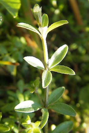 Galium palustre agg. \ Sumpf-Labkraut / Common Marsh Bedstraw, D Kehl 15.10.2011