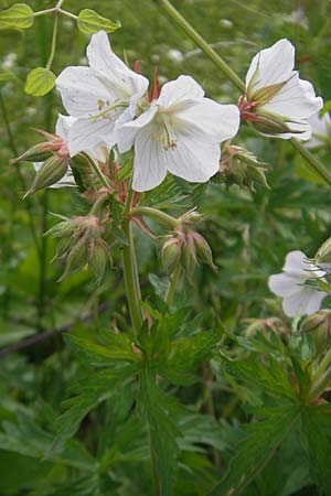 Geranium pratense \ Wiesen-Storchschnabel / Meadow Crane's-Bill, D Eichstätt 4.6.2012
