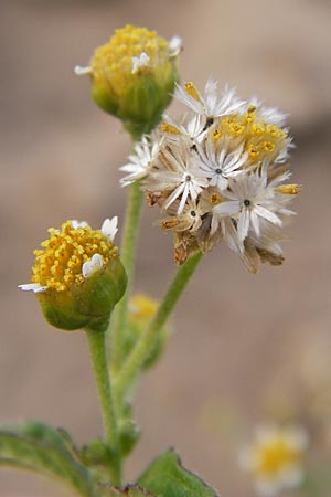 Galinsoga parviflora \ Kleinbltiges Knopfkraut, Kleinbltiges Franzosenkraut, D Reilingen 23.8.2012