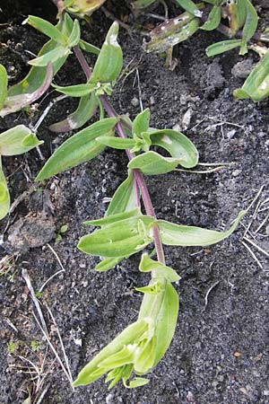 Gypsophila perfoliata \ Durchwachsenbl&auml;ttriges Gipskraut / Perfoliate Gypsophila, D Philippsthal-Heimboldshausen 6.7.2013