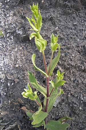 Gypsophila perfoliata \ Durchwachsenbl&auml;ttriges Gipskraut / Perfoliate Gypsophila, D Philippsthal-Heimboldshausen 6.7.2013