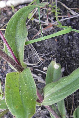 Gypsophila perfoliata \ Durchwachsenbl&auml;ttriges Gipskraut / Perfoliate Gypsophila, D Philippsthal-Heimboldshausen 6.7.2013