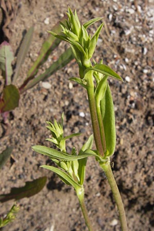 Gypsophila perfoliata \ Durchwachsenbl&auml;ttriges Gipskraut / Perfoliate Gypsophila, D Philippsthal-Heimboldshausen 6.7.2013