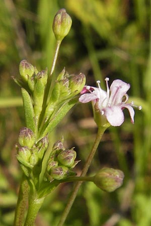 Gypsophila perfoliata \ Durchwachsenbl&auml;ttriges Gipskraut / Perfoliate Gypsophila, D Philippsthal-Heimboldshausen 6.7.2013
