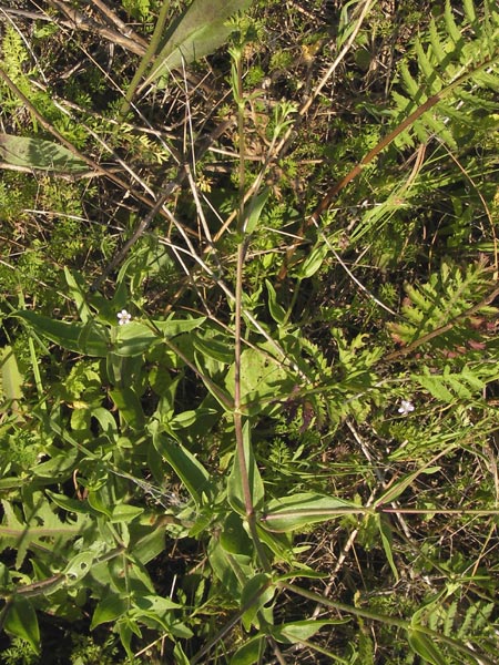 Gypsophila perfoliata \ Durchwachsenbl&auml;ttriges Gipskraut / Perfoliate Gypsophila, D Philippsthal-Heimboldshausen 6.7.2013