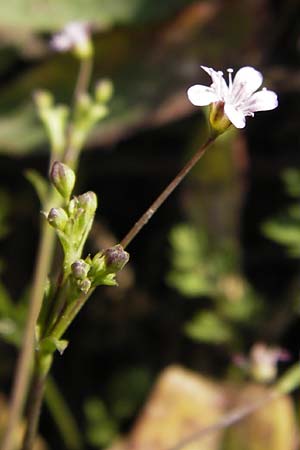 Gypsophila perfoliata \ Durchwachsenbl&auml;ttriges Gipskraut / Perfoliate Gypsophila, D Philippsthal-Heimboldshausen 6.7.2013