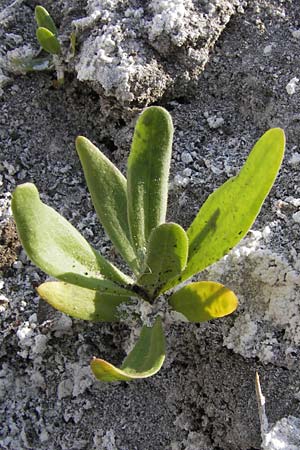 Gypsophila perfoliata \ Durchwachsenbl&auml;ttriges Gipskraut / Perfoliate Gypsophila, D Philippsthal-Heimboldshausen 6.7.2013