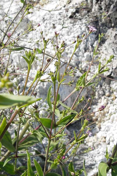 Gypsophila perfoliata \ Durchwachsenbl&auml;ttriges Gipskraut / Perfoliate Gypsophila, D Philippsthal-Heimboldshausen 6.7.2013
