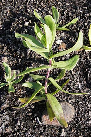 Gypsophila perfoliata \ Durchwachsenbl&auml;ttriges Gipskraut / Perfoliate Gypsophila, D Philippsthal-Heimboldshausen 6.7.2013