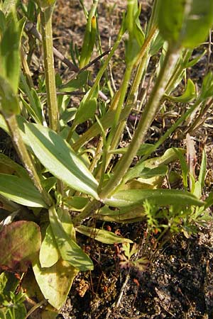 Gypsophila perfoliata \ Durchwachsenbl&auml;ttriges Gipskraut / Perfoliate Gypsophila, D Philippsthal-Heimboldshausen 6.7.2013