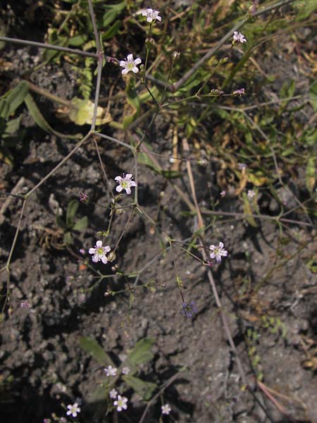 Gypsophila perfoliata \ Durchwachsenbl&auml;ttriges Gipskraut / Perfoliate Gypsophila, D Philippsthal-Heimboldshausen 27.7.2013