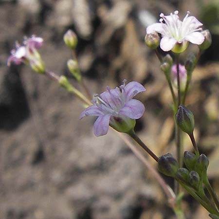 Gypsophila perfoliata \ Durchwachsenbl&auml;ttriges Gipskraut / Perfoliate Gypsophila, D Philippsthal-Heimboldshausen 27.7.2013