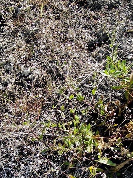 Gypsophila perfoliata \ Durchwachsenbl&auml;ttriges Gipskraut / Perfoliate Gypsophila, D Philippsthal-Heimboldshausen 27.7.2013