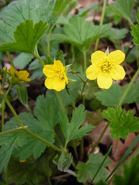 Geum waldsteinia \ Gelapptbl&auml;ttrige Waldsteinie / Barren Strawberry, Waldsteinia, D Wertingen-Binswangen 1.4.2014
