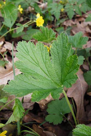 Geum waldsteinia \ Gelapptbl&auml;ttrige Waldsteinie / Barren Strawberry, Waldsteinia, D Wertingen-Binswangen 1.4.2014