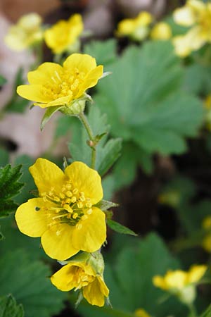Geum waldsteinia \ Gelapptbl&auml;ttrige Waldsteinie / Barren Strawberry, Waldsteinia, D Wertingen-Binswangen 1.4.2014
