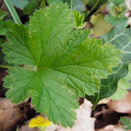 Geum waldsteinia \ Gelapptbl&auml;ttrige Waldsteinie / Barren Strawberry, Waldsteinia, D Wertingen-Binswangen 1.4.2014