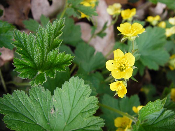 Geum waldsteinia \ Gelapptbl&auml;ttrige Waldsteinie / Barren Strawberry, Waldsteinia, D Wertingen-Binswangen 1.4.2014