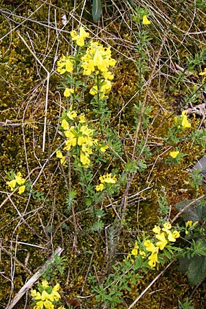 Genista pilosa \ Heide-Ginster, Behaarter Ginster / Hairy Greenweed, D Klotten 12.4.2014