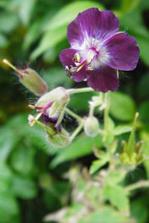 Geranium phaeum \ Brauner Storchschnabel / Dusky Crane's-Bill, D Schwarzwald/Black-Forest, Calw 2.6.2014