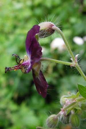 Geranium phaeum \ Brauner Storchschnabel / Dusky Crane's-Bill, D Schwarzwald/Black-Forest, Calw 2.6.2014