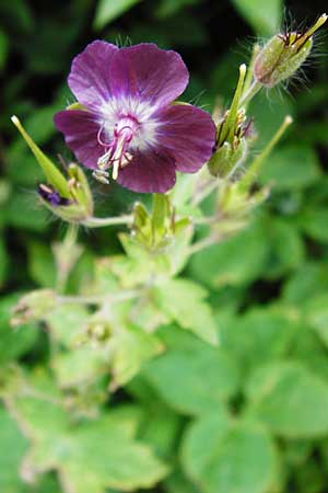 Geranium phaeum \ Brauner Storchschnabel / Dusky Crane's-Bill, D Schwarzwald/Black-Forest, Calw 2.6.2014