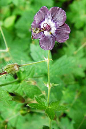 Geranium phaeum \ Brauner Storchschnabel / Dusky Crane's-Bill, D Schwarzwald/Black-Forest, Calw 2.6.2014
