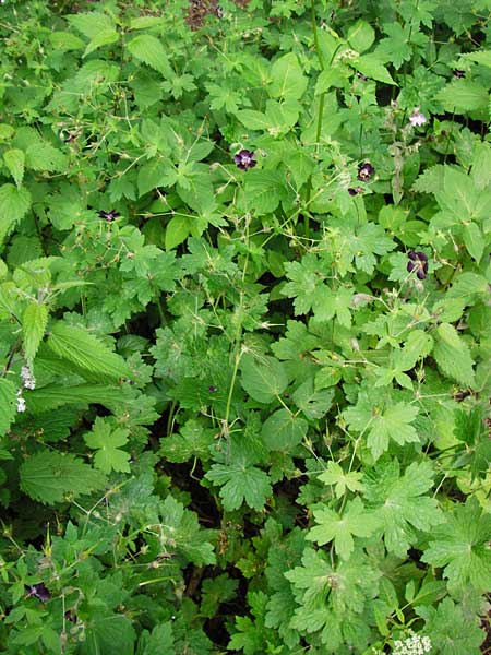 Geranium phaeum \ Brauner Storchschnabel / Dusky Crane's-Bill, D Schwarzwald/Black-Forest, Calw 2.6.2014
