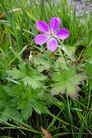 Geranium palustre \ Sumpf-Storchschnabel / Marsh Crane's-Bill, D Odenwald, Fischbachtal-Steinau 25.6.2014