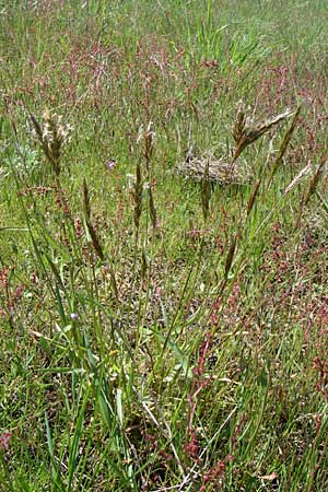 Anthoxanthum odoratum \ Gewhnliches Ruch-Gras / Sweet Vernal Grass, D Waghäusel-Wiesental 3.5.2008