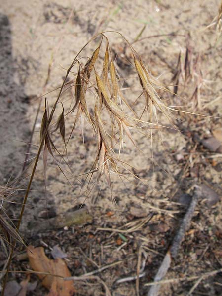 Bromus tectorum \ Dach-Trespe / Drooping Brome, D Sandhausen 9.6.2008