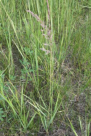 Calamagrostis epigejos \ Land-Reitgras / Wood Small Reed, D Buggingen 12.7.2008